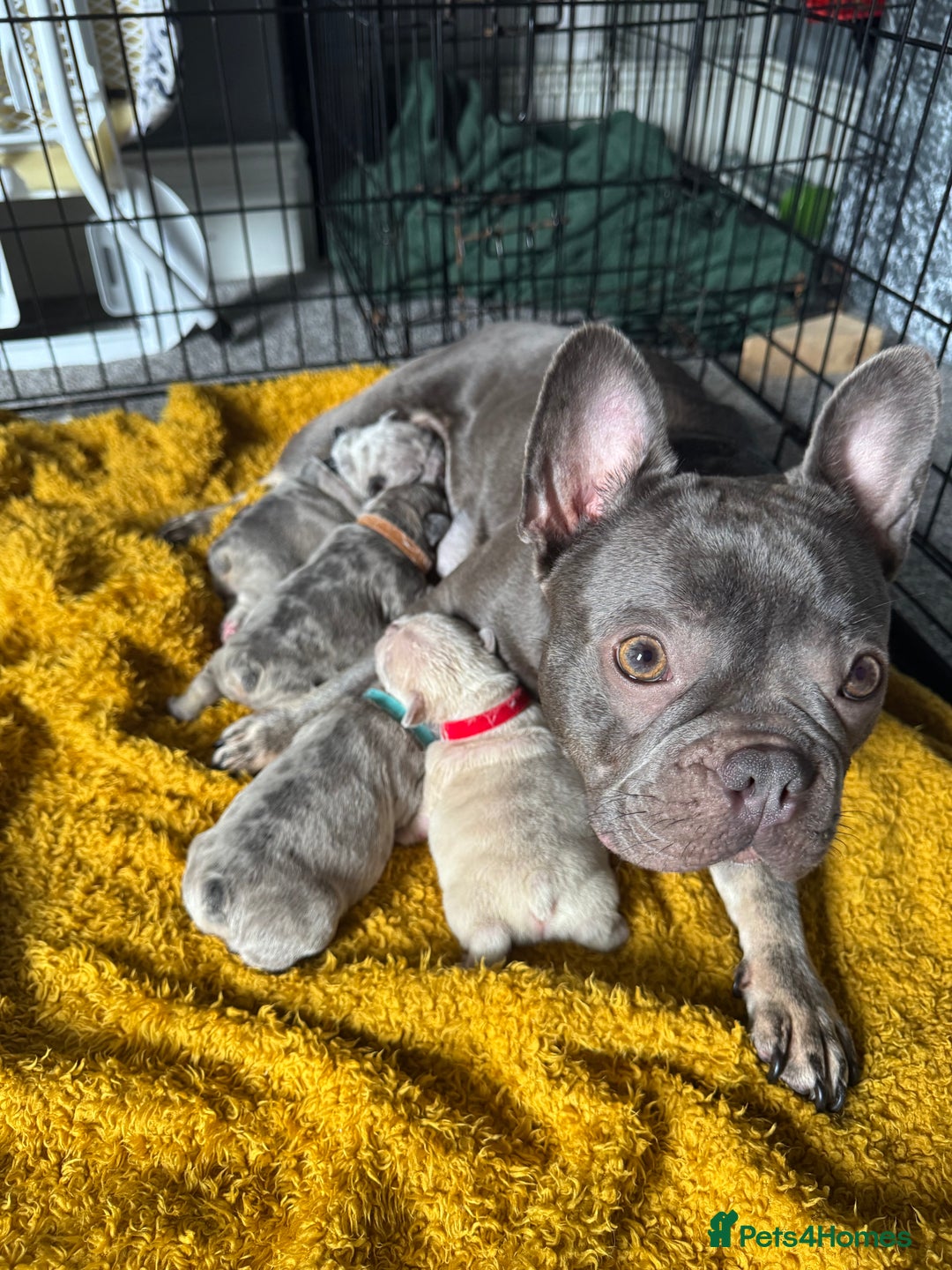 French Bulldog dogs for sale: Lilac Merle and Cream ghost Merle  in Stoke-on-Trent - Image 1