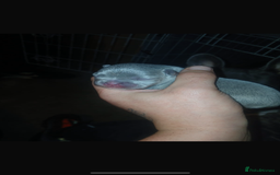 French Bulldog dogs for sale: French bulldogs  - Image 2