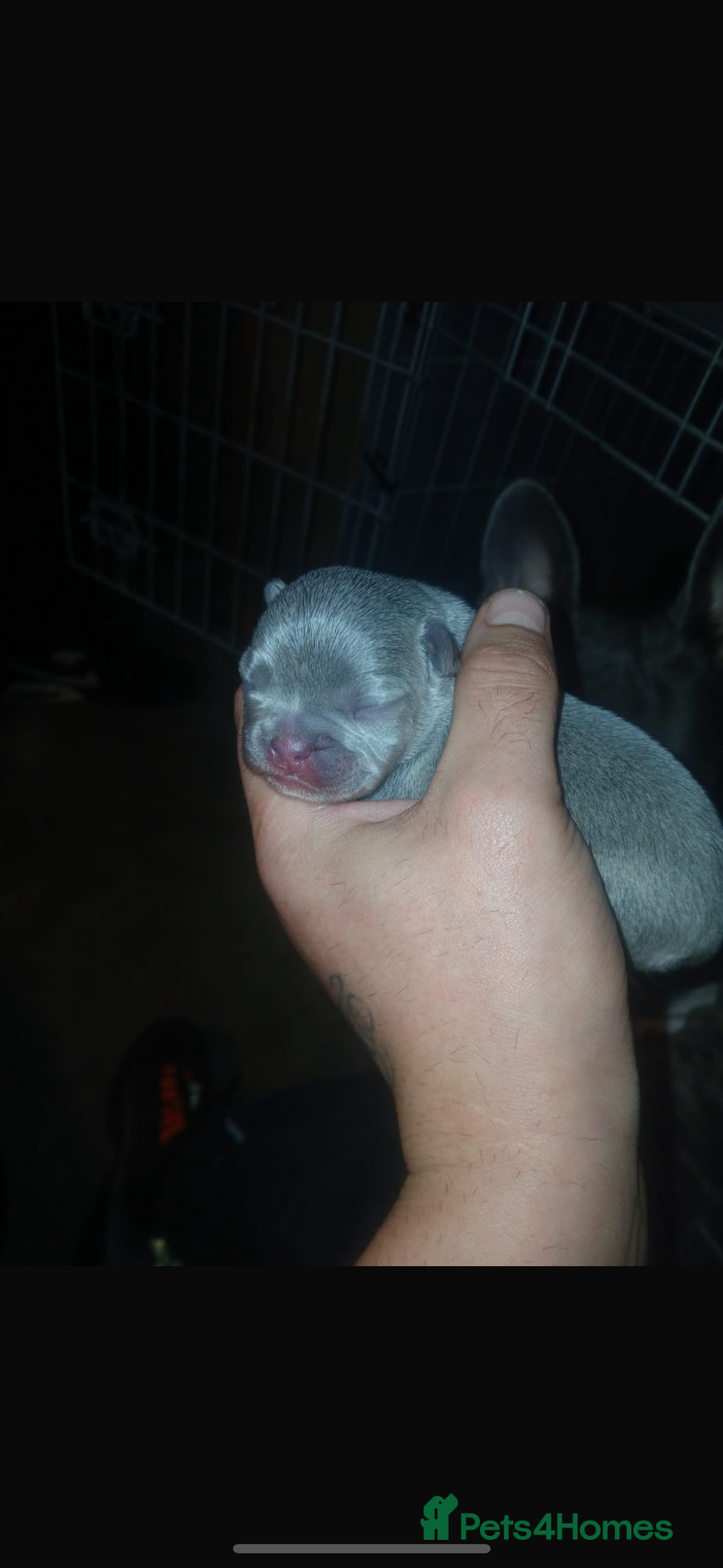 French Bulldog dogs for sale: French bulldogs  - Image 2