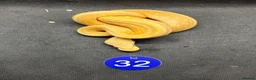 Python Snake reptiles for sale: Royal pythons  - Advert 13