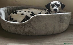 Dalmatian dogs for sale: Gorgeous dalmatian puppies  - Image 3