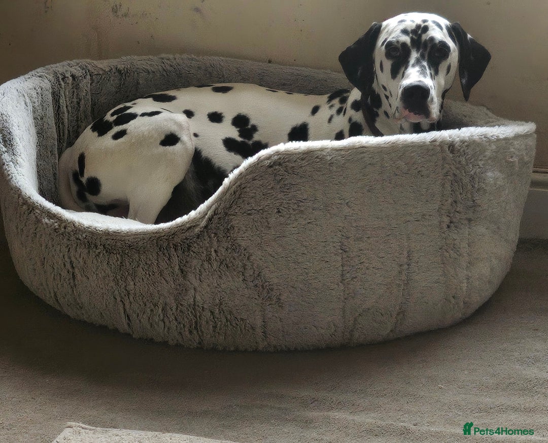 Dalmatian dogs for sale: Gorgeous dalmatian puppies  - Image 3