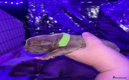 American Bully dogs for sale: Pocket bully puppy’s  - Image 23