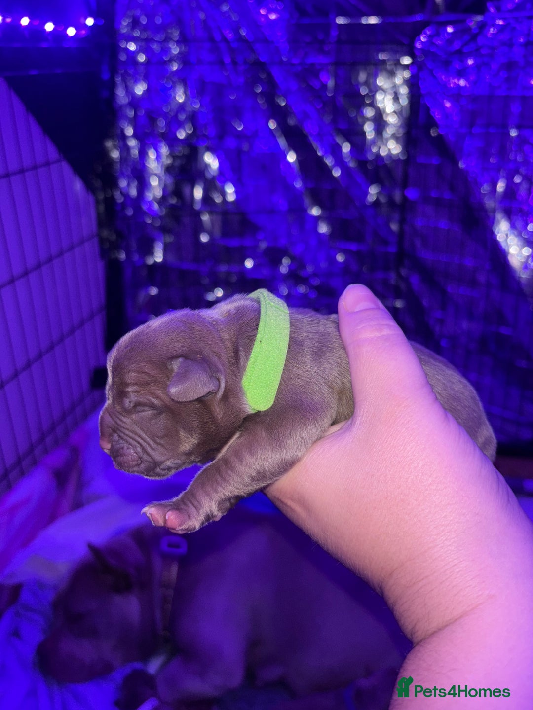 American Bully dogs for sale: Pocket bully puppy’s  - Image 23