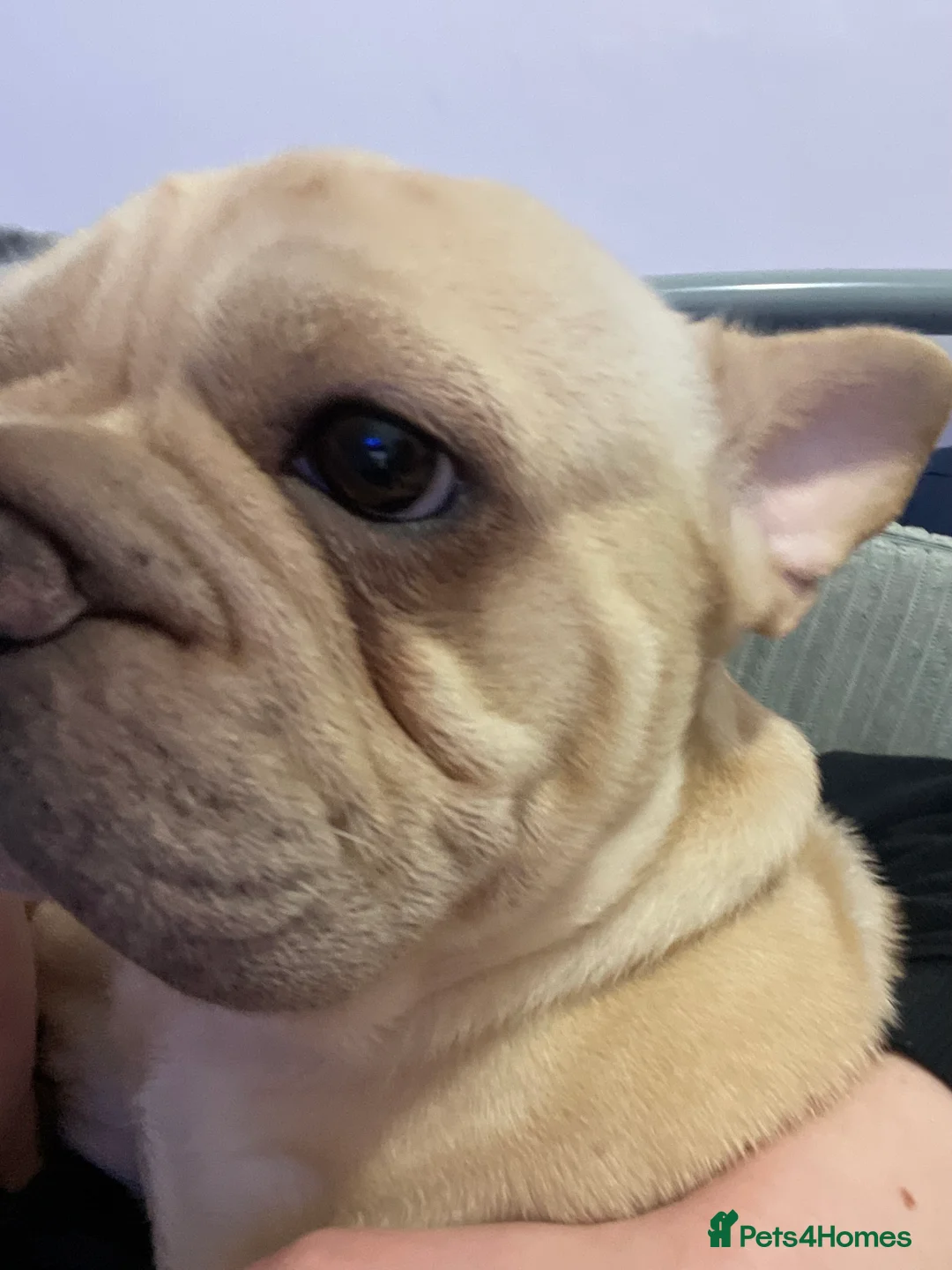 French Bulldog dogs for sale: Hugo the frenchie  in Northampton - Advert 2
