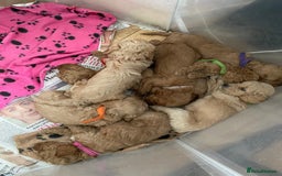Cavapoo dogs for sale: Cavapoo Puppies  - Image 11
