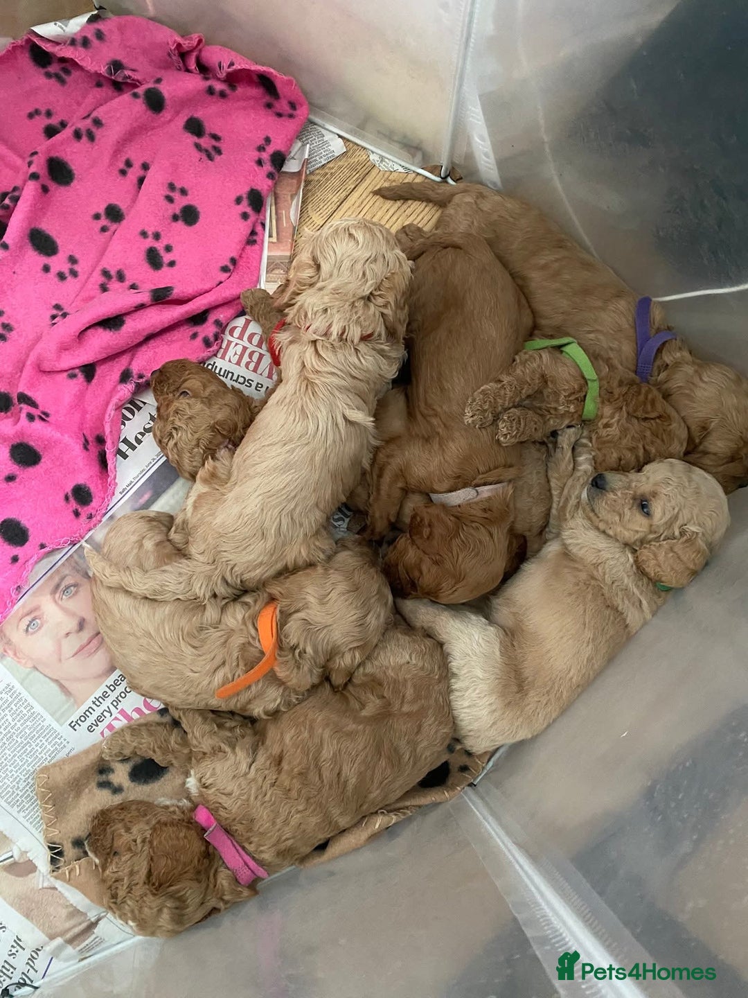 Cavapoo dogs for sale: Cavapoo Puppies  - Image 11