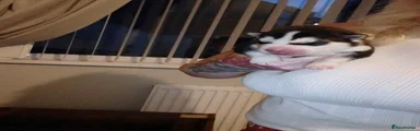 Siberian Husky 5