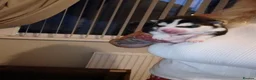 Siberian Husky dogs for sale: 🩵Exceptional siberian husky puppies🩵 - Advert 4