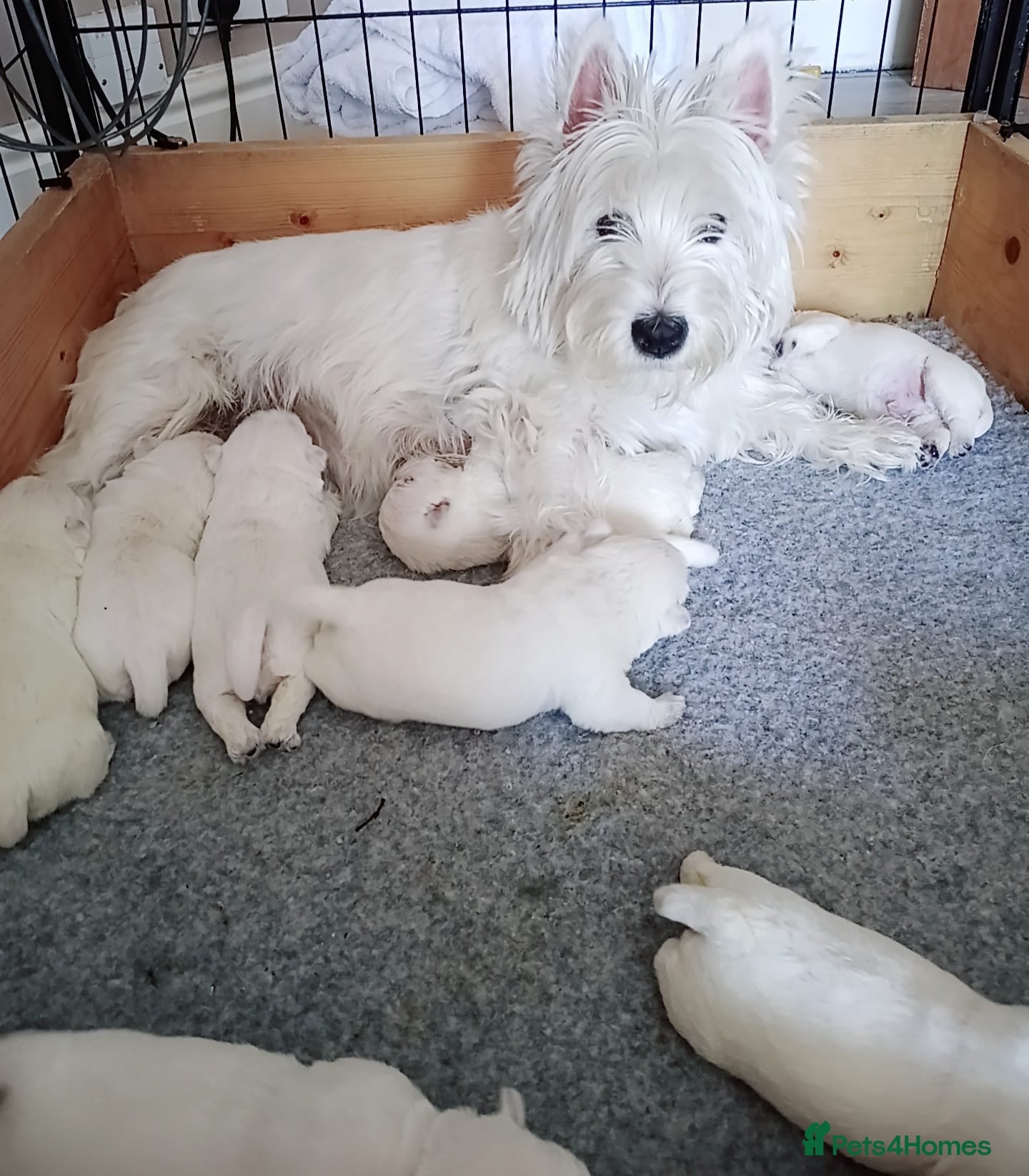 West Highland Terrier dogs West Highland Terrier For sale  - Advert 1