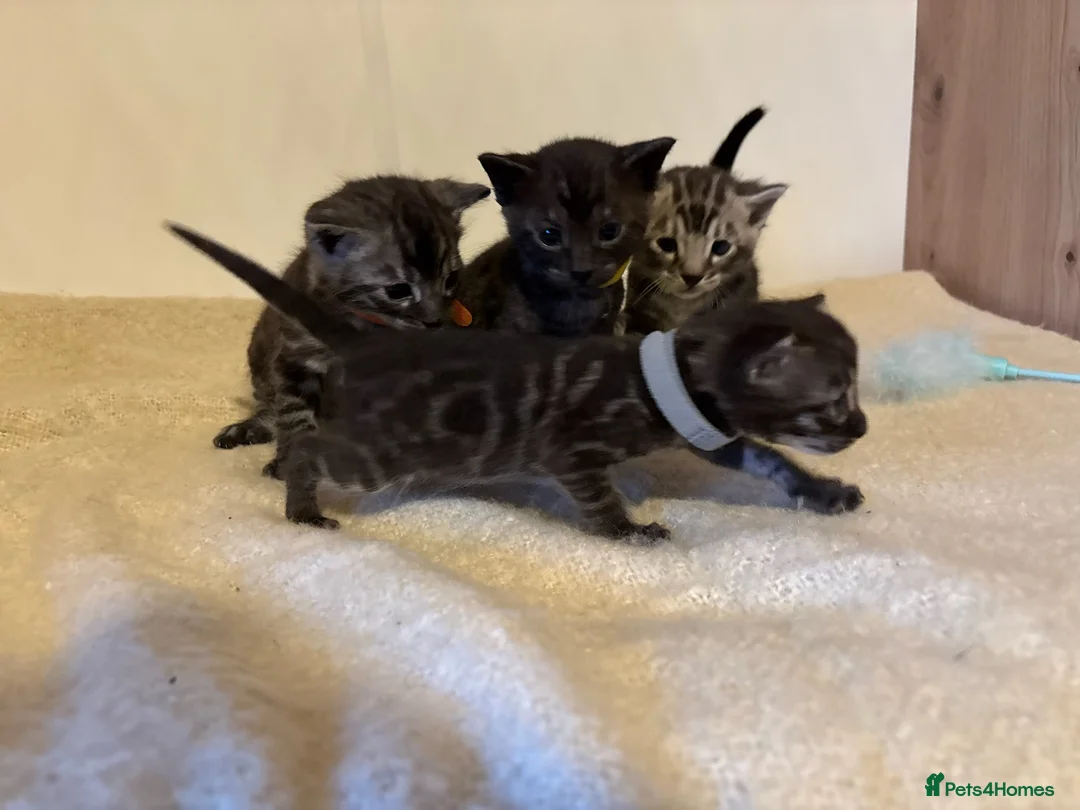 Bengal cats for sale: Pedigree Tica Bengal Kittens - Advert 2