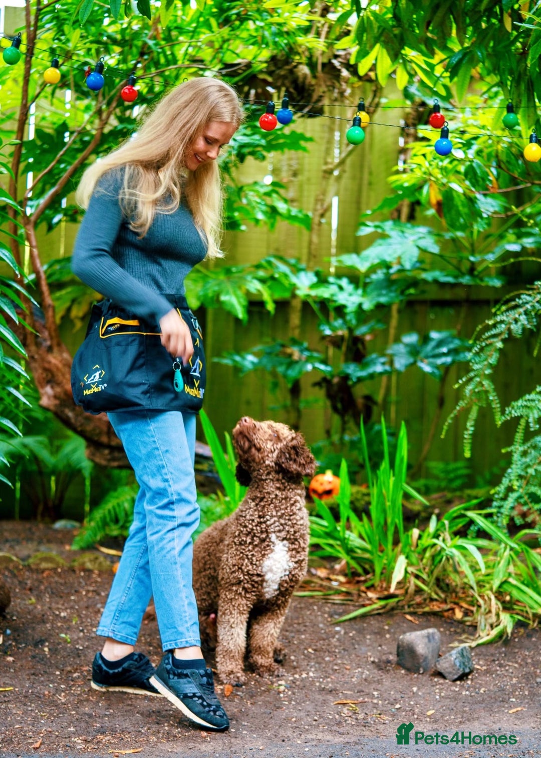 Spanish Water Dog dogs for sale: Spanish Water Dog Puppies  - Image 4