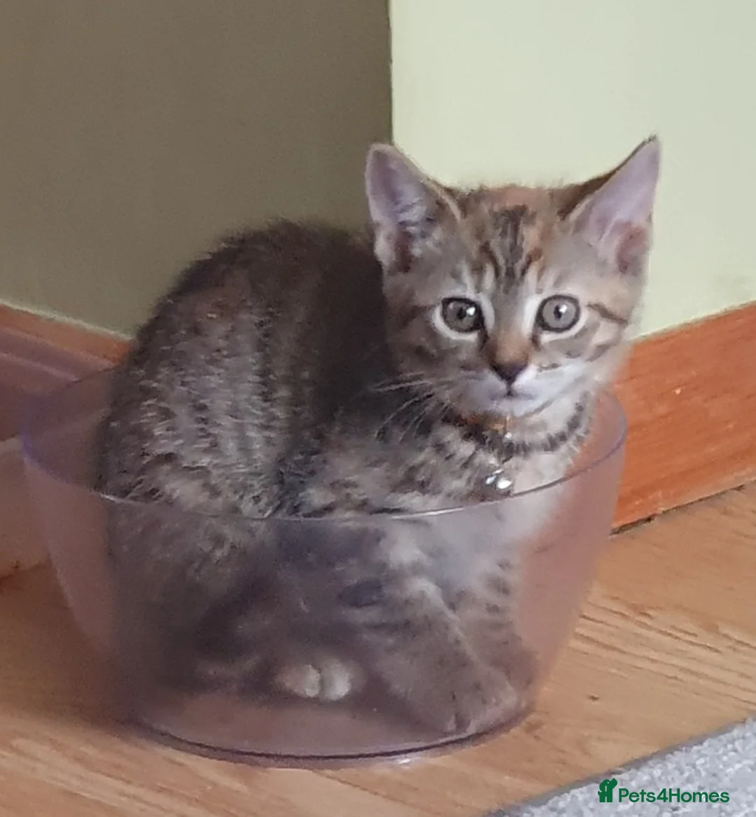 Mixed Breed cats for sale: 2 kittens for sale in Leicester - Advert 6