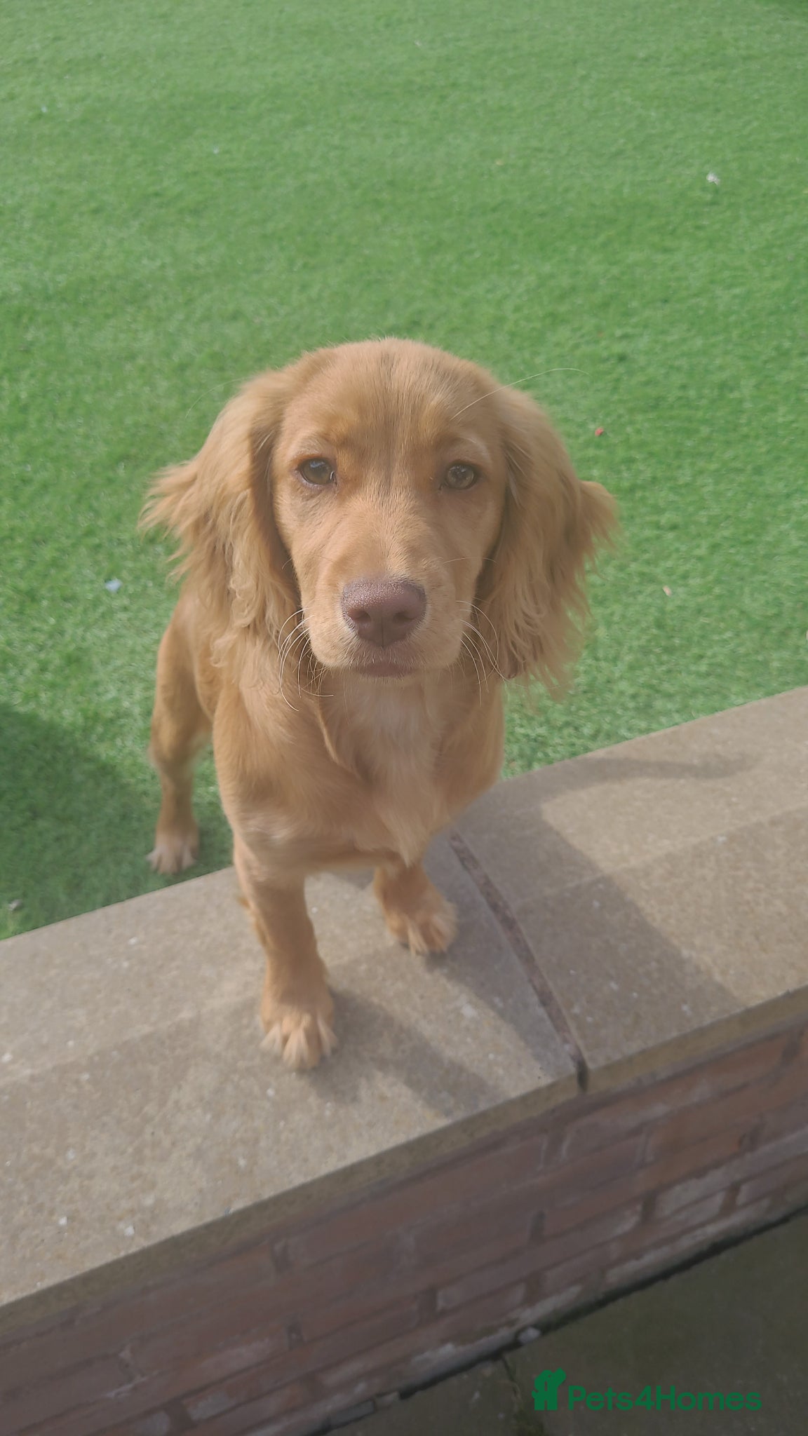 Mixed Breed dogs 5 month old Sprocker Spaniel - Advert 4