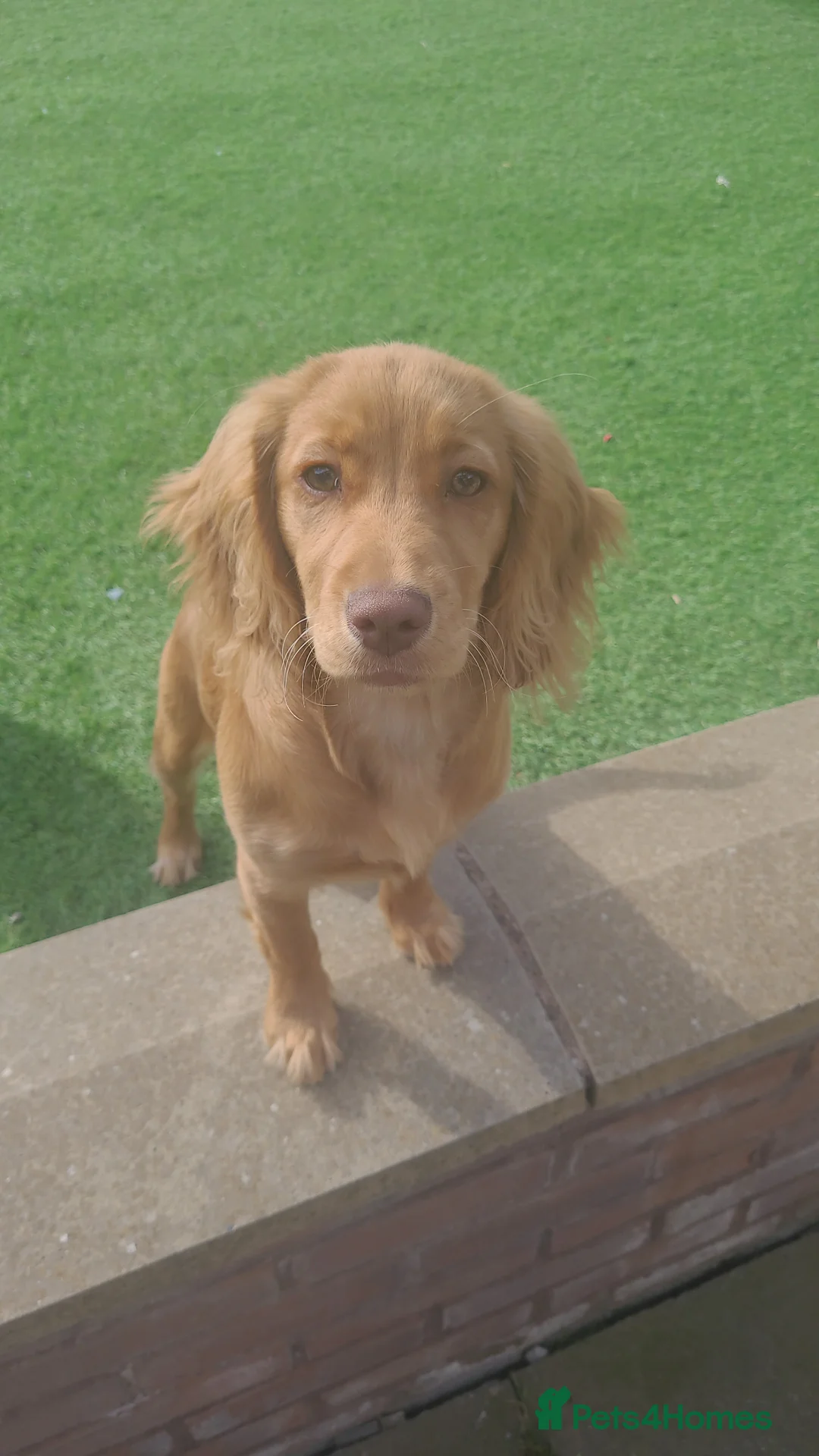 Mixed Breed dogs for sale: 5 month old Sprocker Spaniel in Birmingham - Advert 1