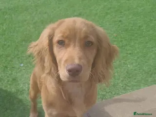 Mixed Breed dogs 5 month old Sprocker Spaniel - Advert 2