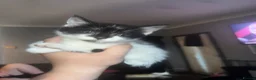Mixed Breed cats for sale: Beautiful kittens for sale  in Swansea - Advert 3