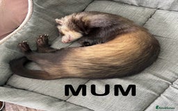 Ferret rodents for sale: ferret kits (1 girl left) - Image 5
