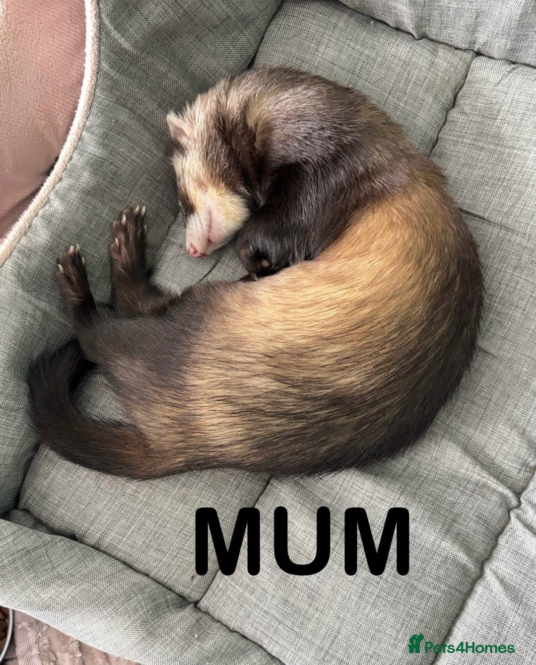 Ferret rodents for sale: ferret kits (1 girl left) - Image 5