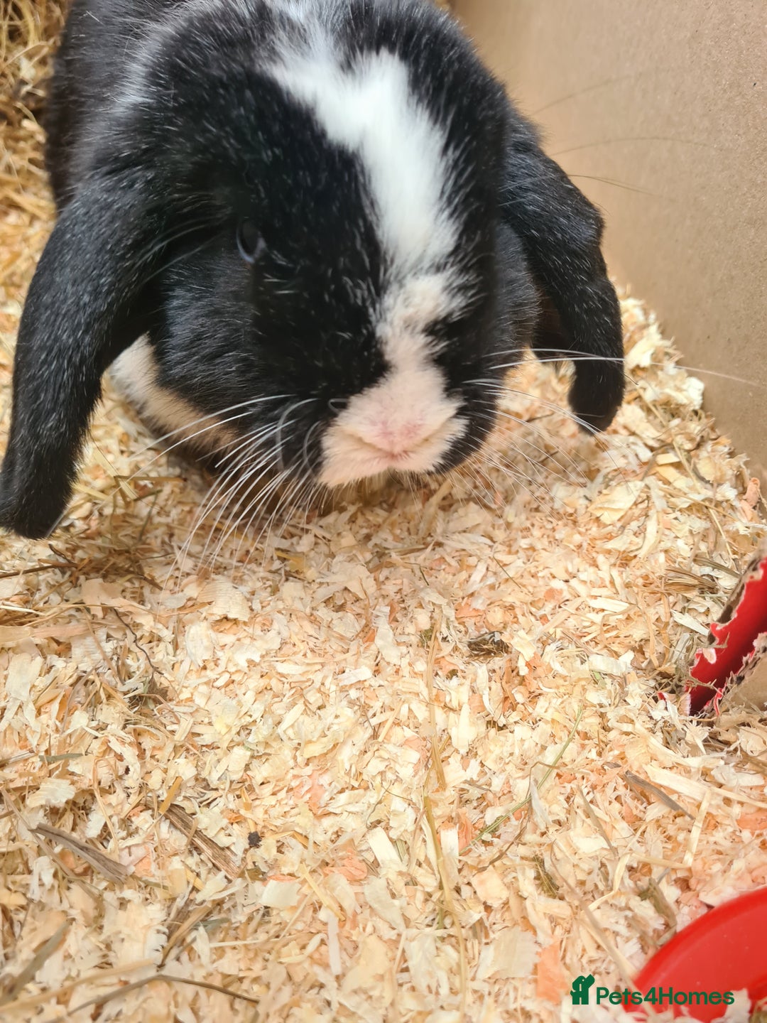 Mini Lop rabbits for sale: Mini lop buck - Advert 3