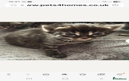 Bengal cats for stud: Proven Snow Bengal for studd in Southampton - Image 33