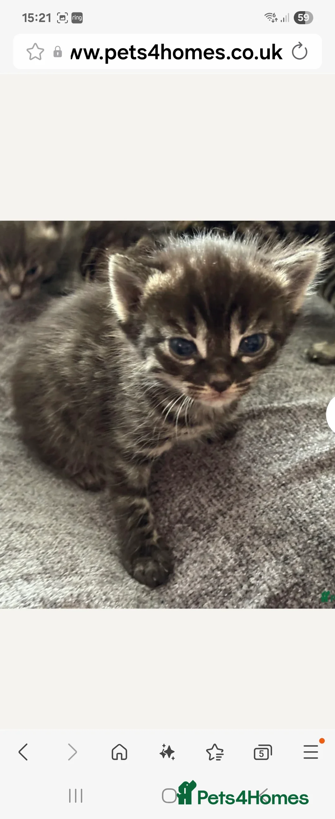 Bengal cats for stud: Proven Snow Bengal for studd in Southampton - Advert 34