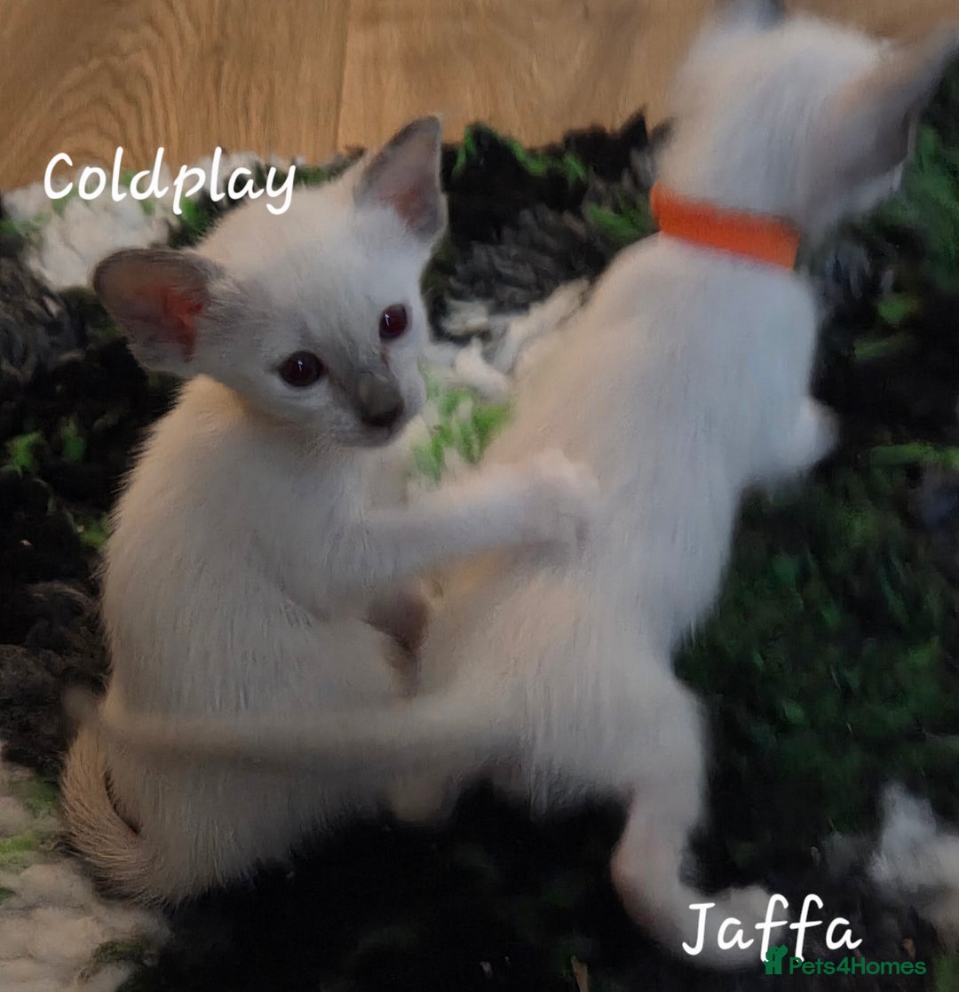 Balinese cats for sale: 8 supersoft purebred GCCF reg Balinese variants - Image 23