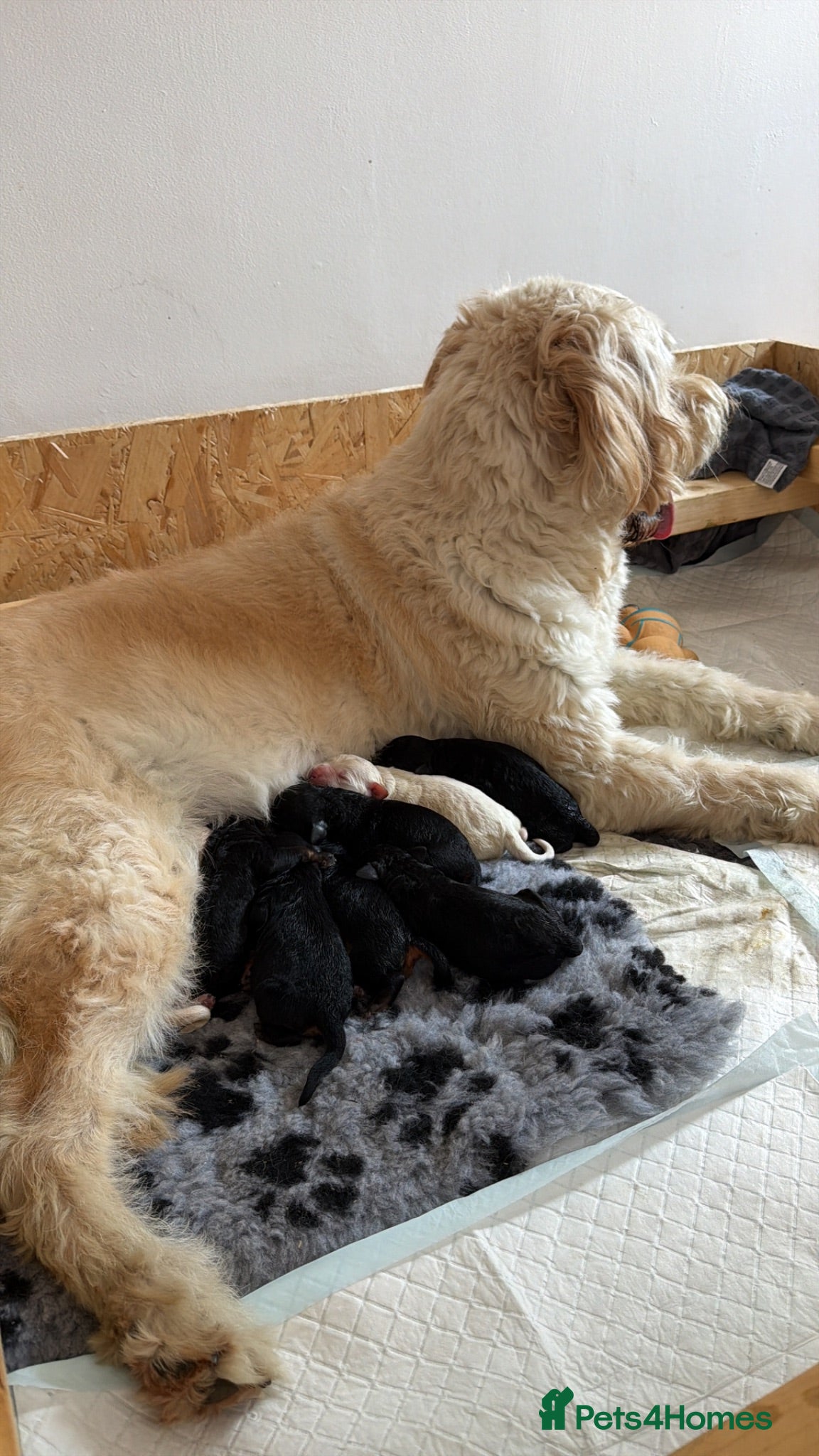 Mini Goldendoodle dogs F1b Mini Goldendoodle Puppies. Ready to Reserve 🤍 - Advert 2