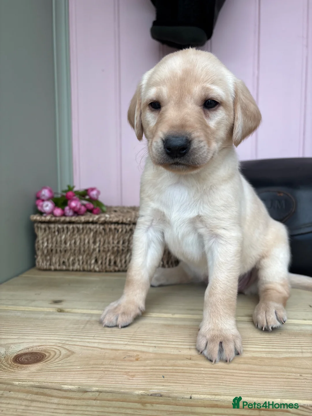 Labrador Retriever dogs for sale: Wonderful Labrador Pups in Stourbridge - Advert 1