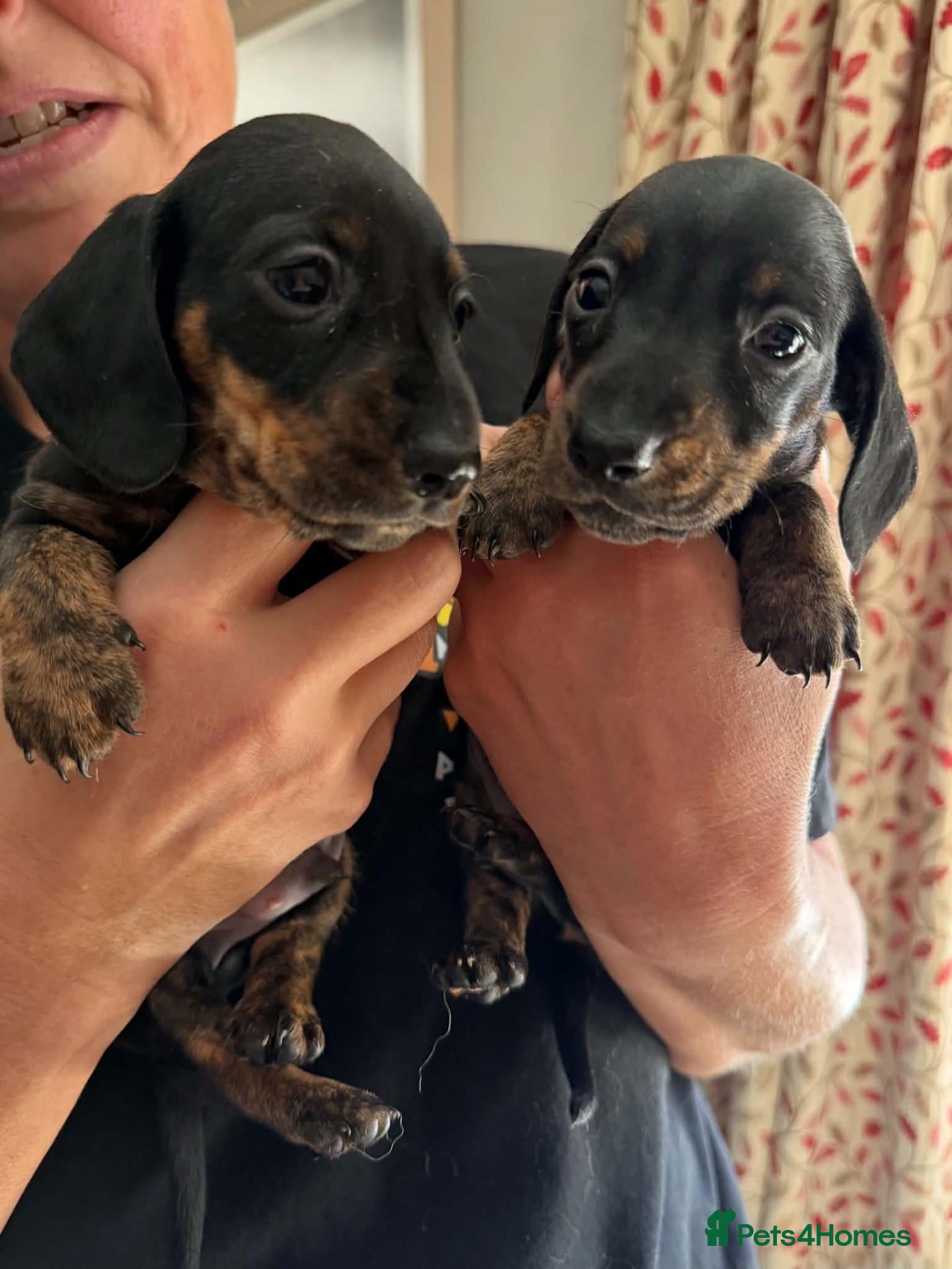 Miniature Dachshund dogs for sale: Dachshund Miniature Smooth Haired puppies - Advert 1