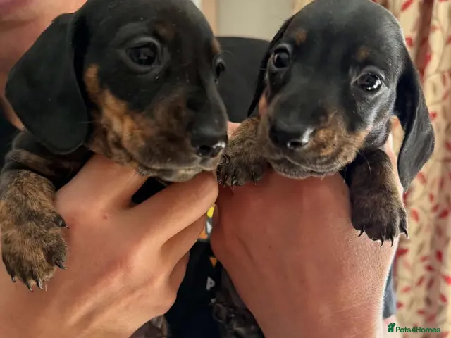 Miniature Dachshund dogs for sale: Dachshund Miniature Smooth Haired puppies - Advert 1