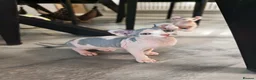 Sphynx cats for sale: Sphynx elf kittens for sale. Rare Calico girls.  - Advert 2