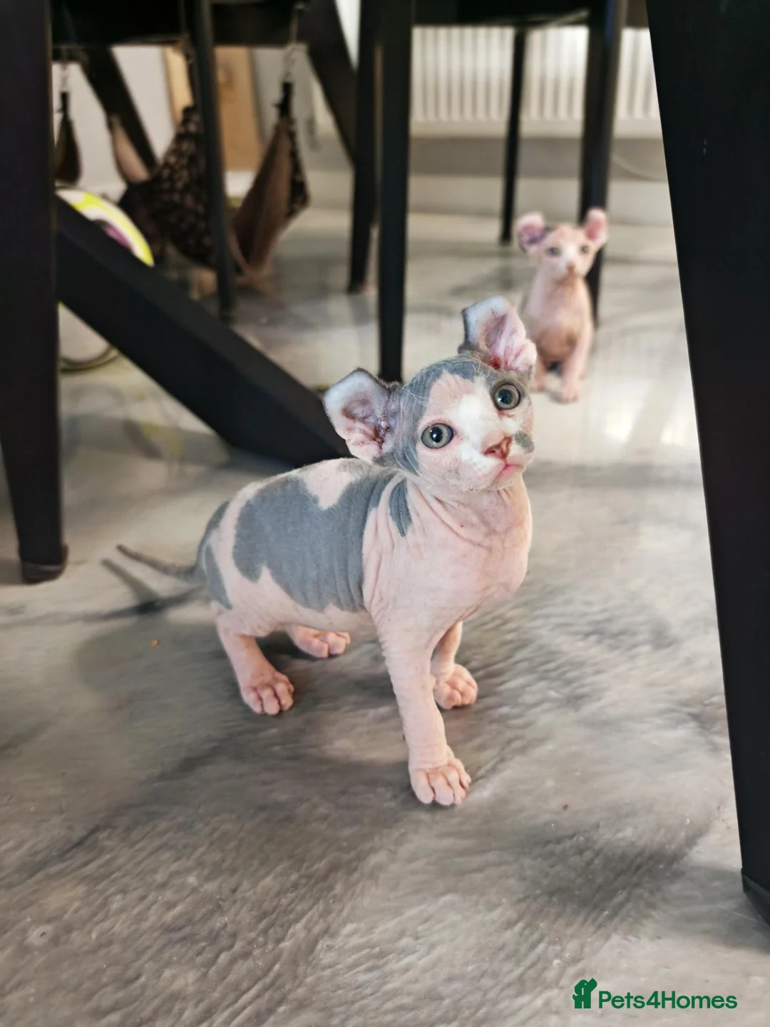 Sphynx cats for sale: Sphynx elf kittens for sale. Rare Calico girls.  - Advert 2