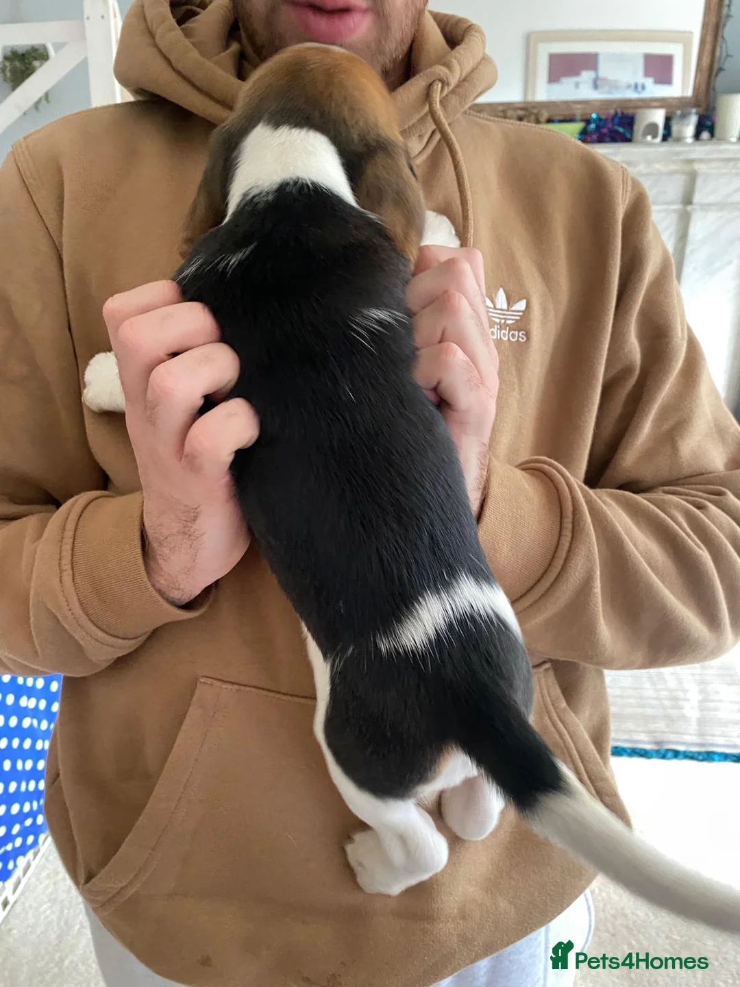 Beagle dogs for sale: Beautiful home reared chunky beagle pups - Advert 21