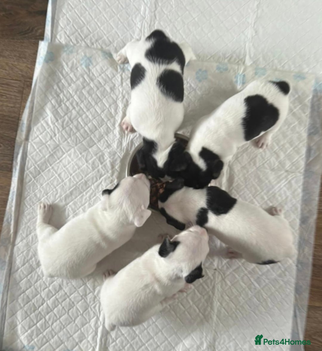 Jack Russell dogs for sale: jack Russell puppies for sell  - Image 19