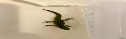 Gecko reptiles for sale: Mauritian Blue Tailed Gecko Phelsuma cepediana in Bracknell - Advert 2