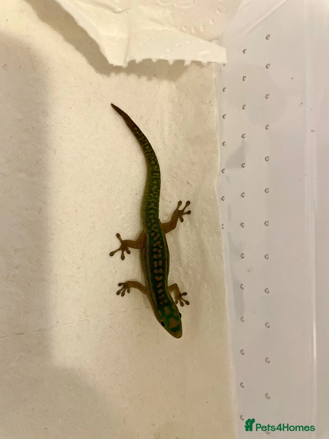 Gecko reptiles for sale: Mauritian Blue Tailed Gecko Phelsuma cepediana in Bracknell - Advert 2