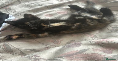 Domestic Shorthair cats - Advert 9