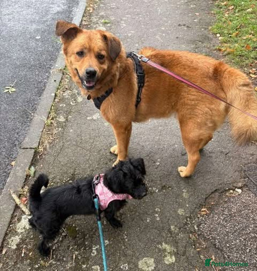 Mixed Breed dogs for adoption: Rescue boy Mason is looking for his forever home  - Advert 6