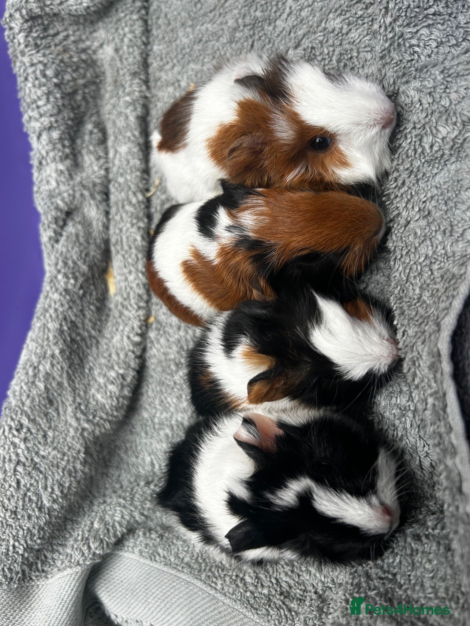 Guinea Pig rodents Female guinea pigs ( pairs only)  - Advert 6