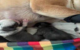 French Bulldog dogs for sale: Kc registered French bulldogs  - Image 21