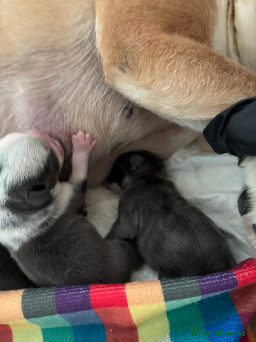 French Bulldog dogs for sale: Kc registered French bulldogs  - Image 21