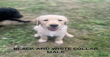 Labrador Retriever dogs - Advert 2