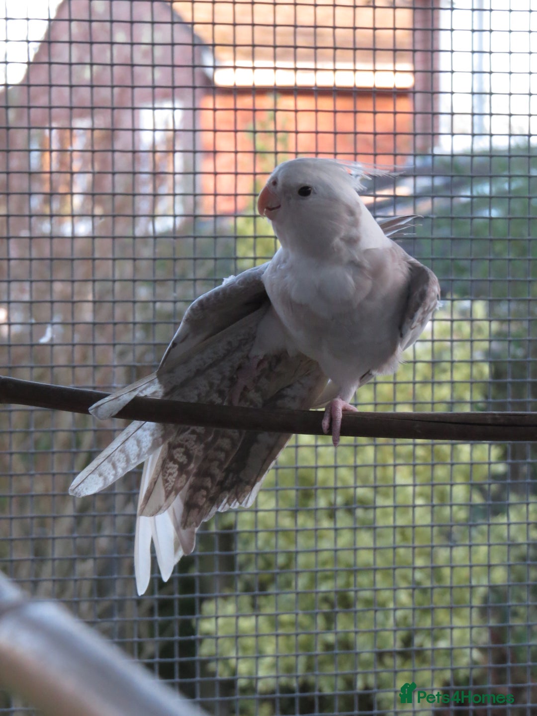 Cockatiels birds for sale: One male and one female 4 month old cockatiels. - Advert 5