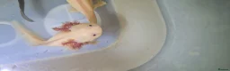 Axolotl reptiles for sale: Axolotl  - Advert 5