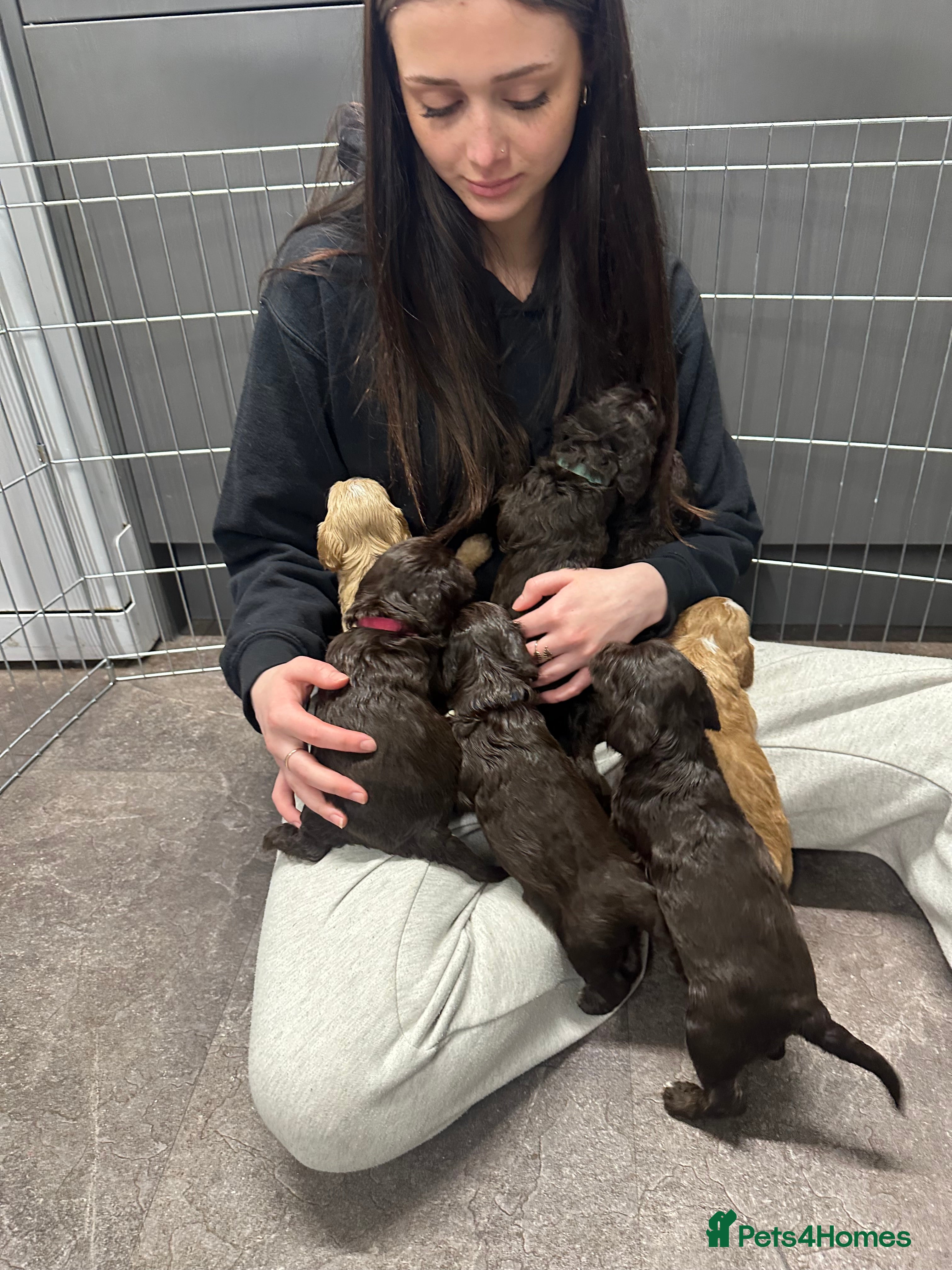 Cockapoo dogs Gorgeous Cockerpoochons  - Advert 16