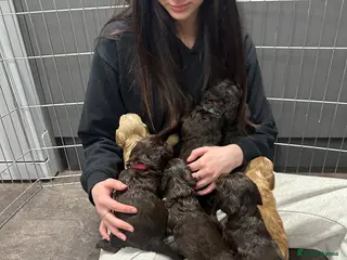 Cockapoo dogs Gorgeous Cockerpoochons - Advert 16