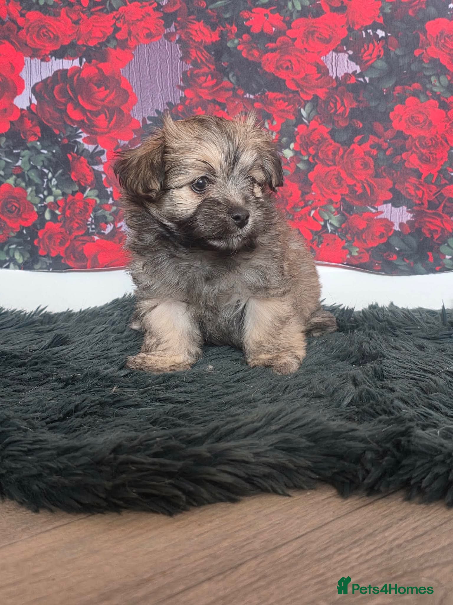 Mixed Breed dogs Stunning little malchi girl 🐾💖🐾 - Advert 1