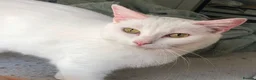 Turkish Angora cats for sale: Most affectionate cat for rehome - Advert 6