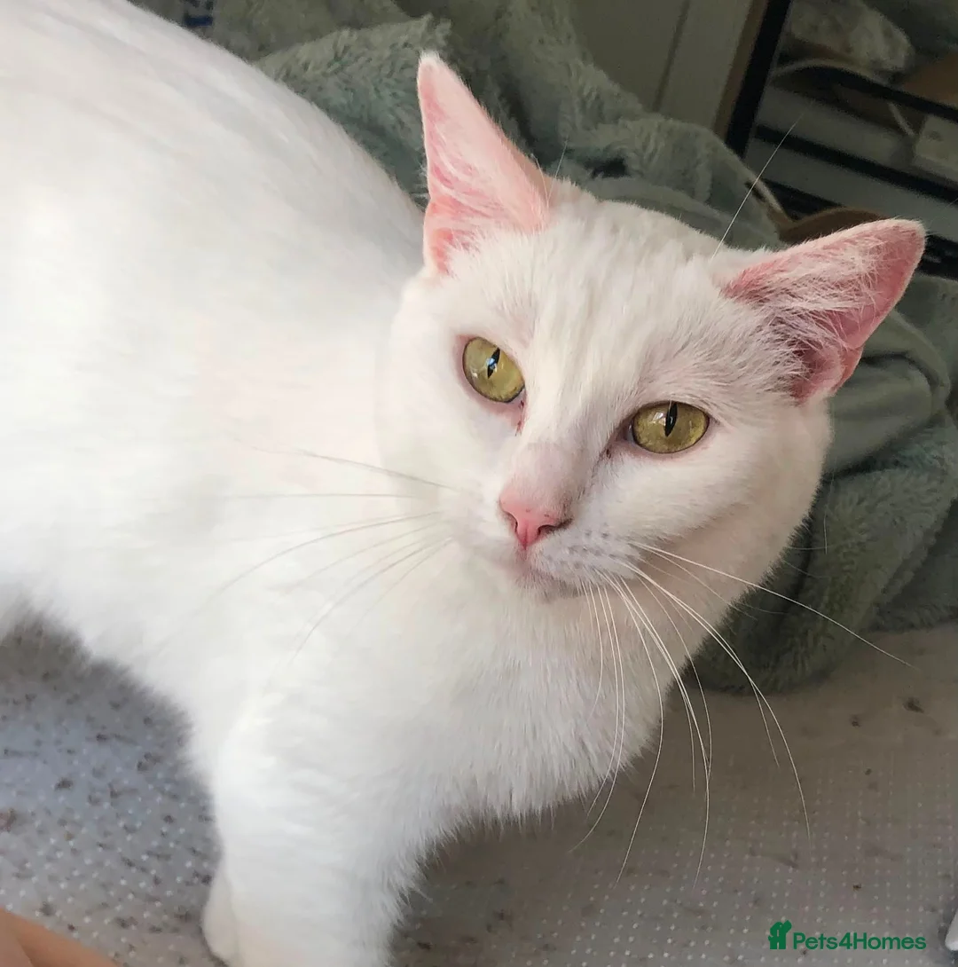 Turkish Angora cats for sale: Most affectionate cat for rehome - Advert 6